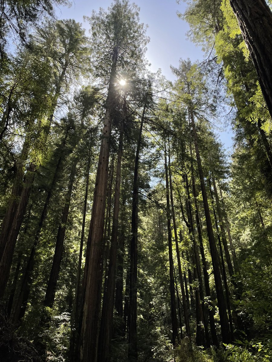 Sommbeer_David's tweet image. Stunning 
Words can’t express how beautiful this spot is 
@MuirWoodsNPS #muir 
#redwood