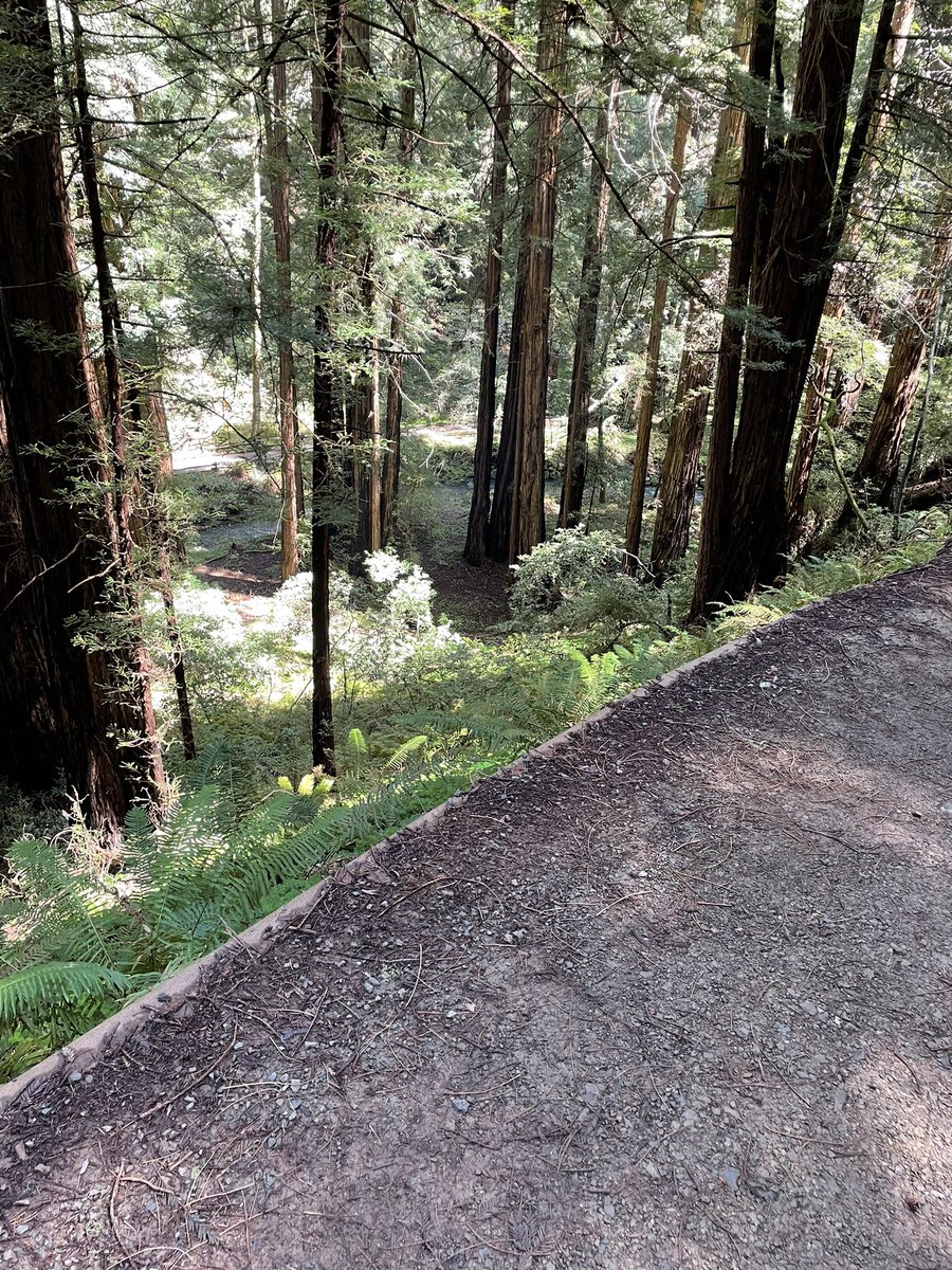 Sommbeer_David's tweet image. Stunning 
Words can’t express how beautiful this spot is 
@MuirWoodsNPS #muir 
#redwood