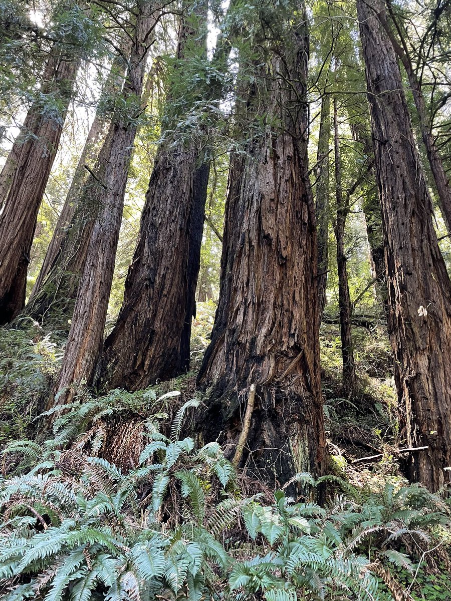 Sommbeer_David's tweet image. Stunning 
Words can’t express how beautiful this spot is 
@MuirWoodsNPS #muir 
#redwood