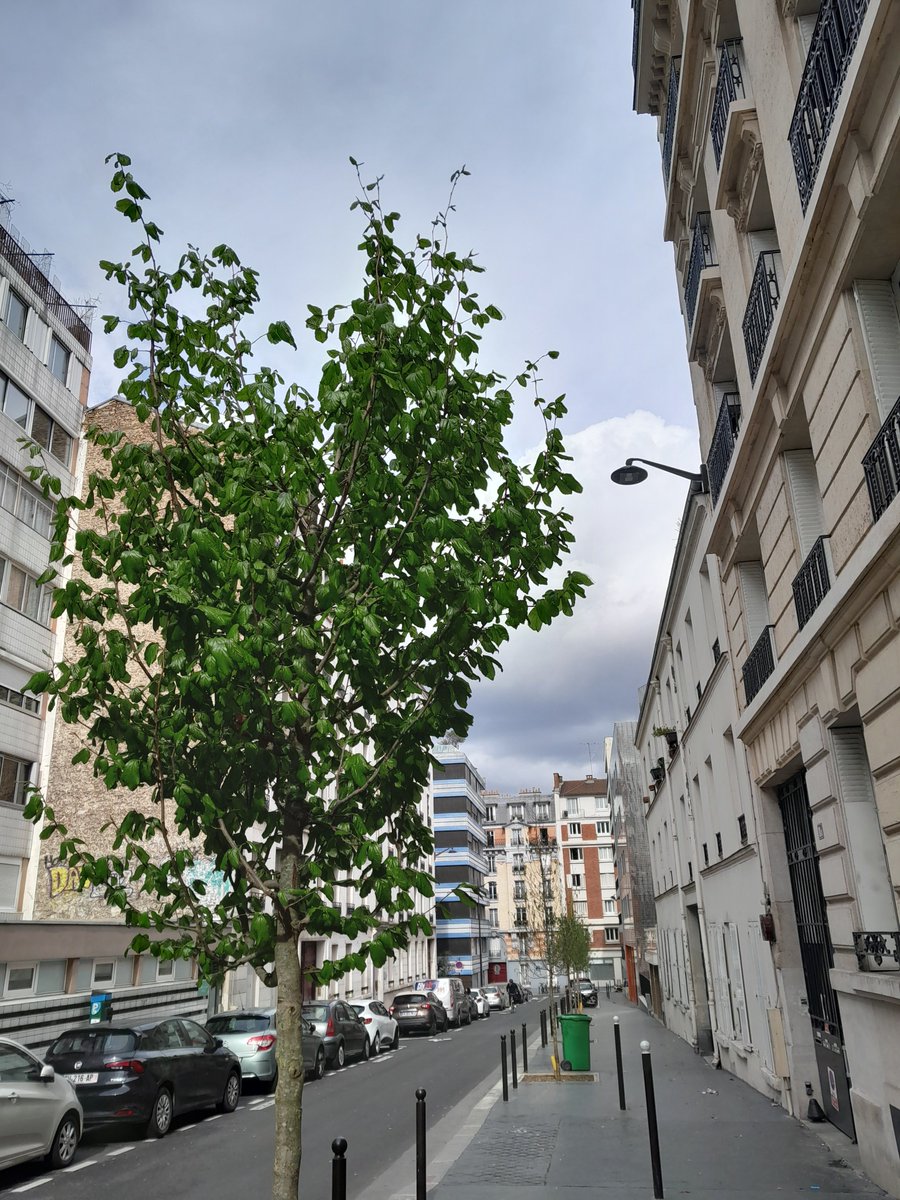 Treizapied's tweet photo. Début de printemps rue de Reims #Paris13 #printemps https://t.co/MjGjyYRBPr