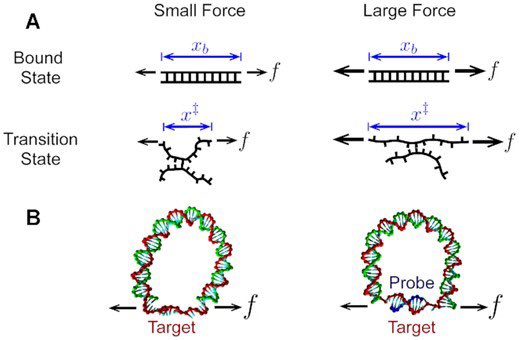 DNA_Nanotech's tweet photo. Weak tension accelerates hybridization and dehybridization of short oligonucleotides
https://t.co/TCYL8lsNRi https://t.co/lb719c4hHu