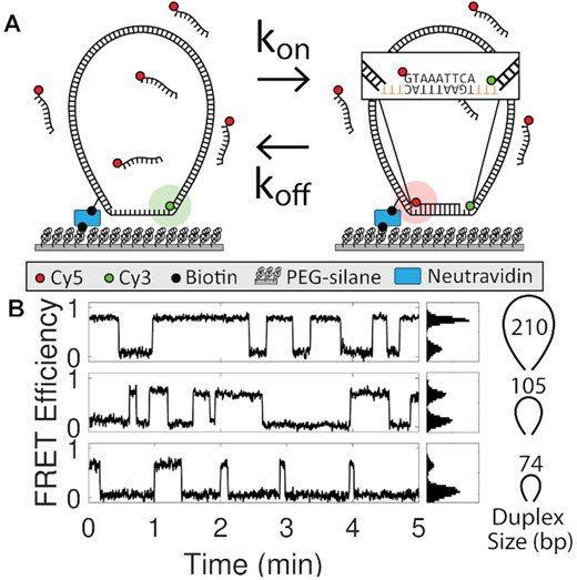 DNA_Nanotech's tweet photo. Weak tension accelerates hybridization and dehybridization of short oligonucleotides
https://t.co/TCYL8lsNRi https://t.co/lb719c4hHu