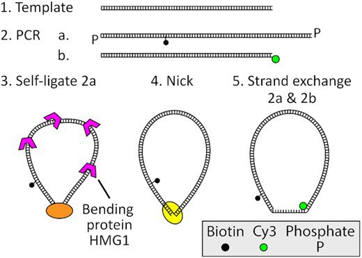 DNA_Nanotech's tweet photo. Weak tension accelerates hybridization and dehybridization of short oligonucleotides
https://t.co/TCYL8lsNRi https://t.co/lb719c4hHu