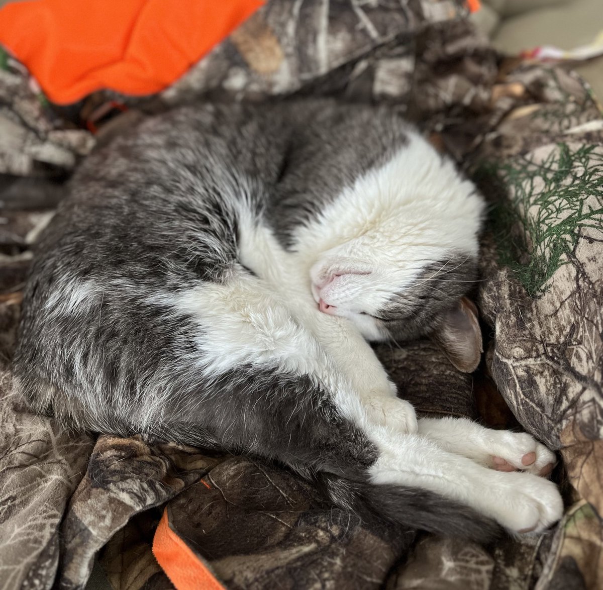 cdtellier's tweet photo. Trixie couldn’t care less that we’re getting snowed in right now. #Caturday #zeroeffs #AprilFoolsDay #northernontario https://t.co/Tix8n89kDN