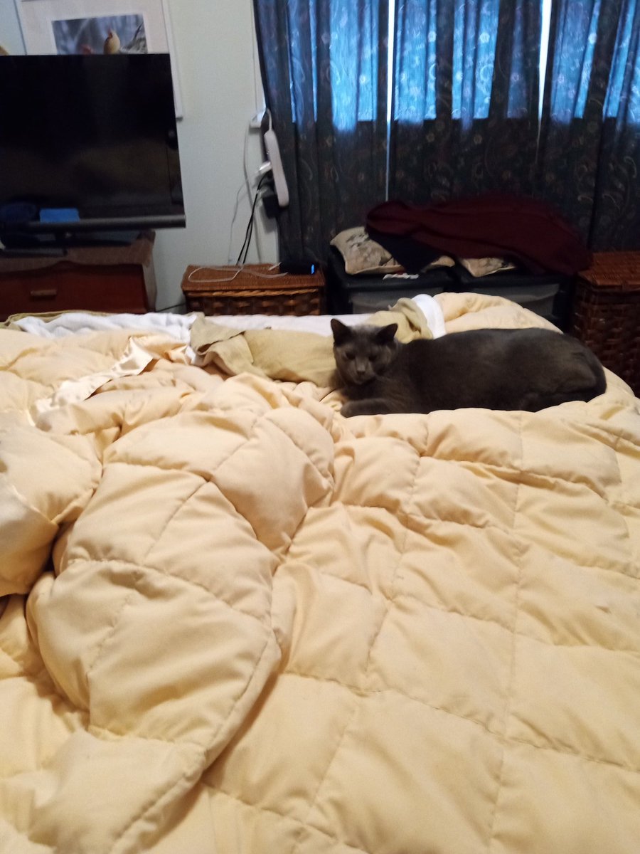 Klunk🐈 tweet media