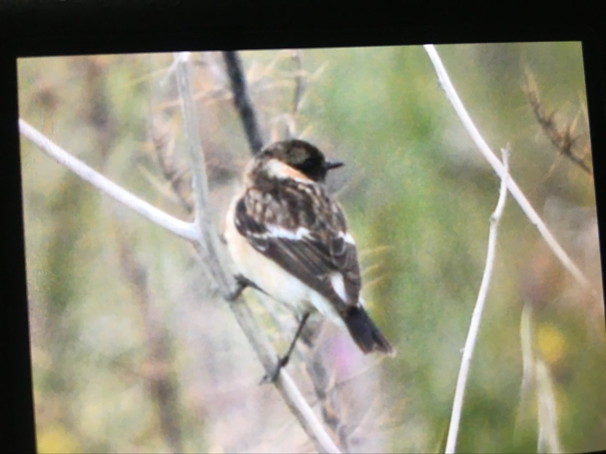 LMHooperbirder's tweet photo. Male Siberian Stonechat this evening at Anarita park @birdsaroundcy https://t.co/yPLcG6hnBs