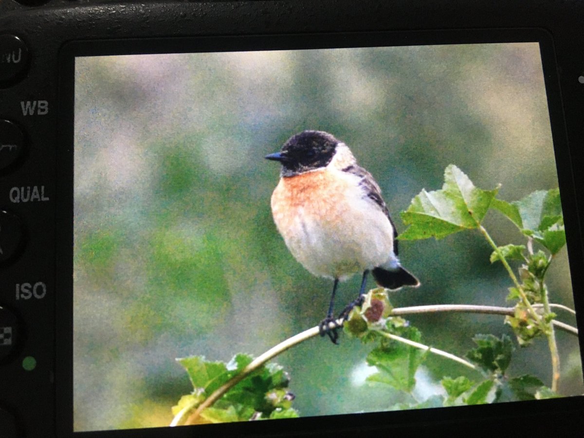 LMHooperbirder's tweet photo. Male Siberian Stonechat this evening at Anarita park @birdsaroundcy https://t.co/yPLcG6hnBs