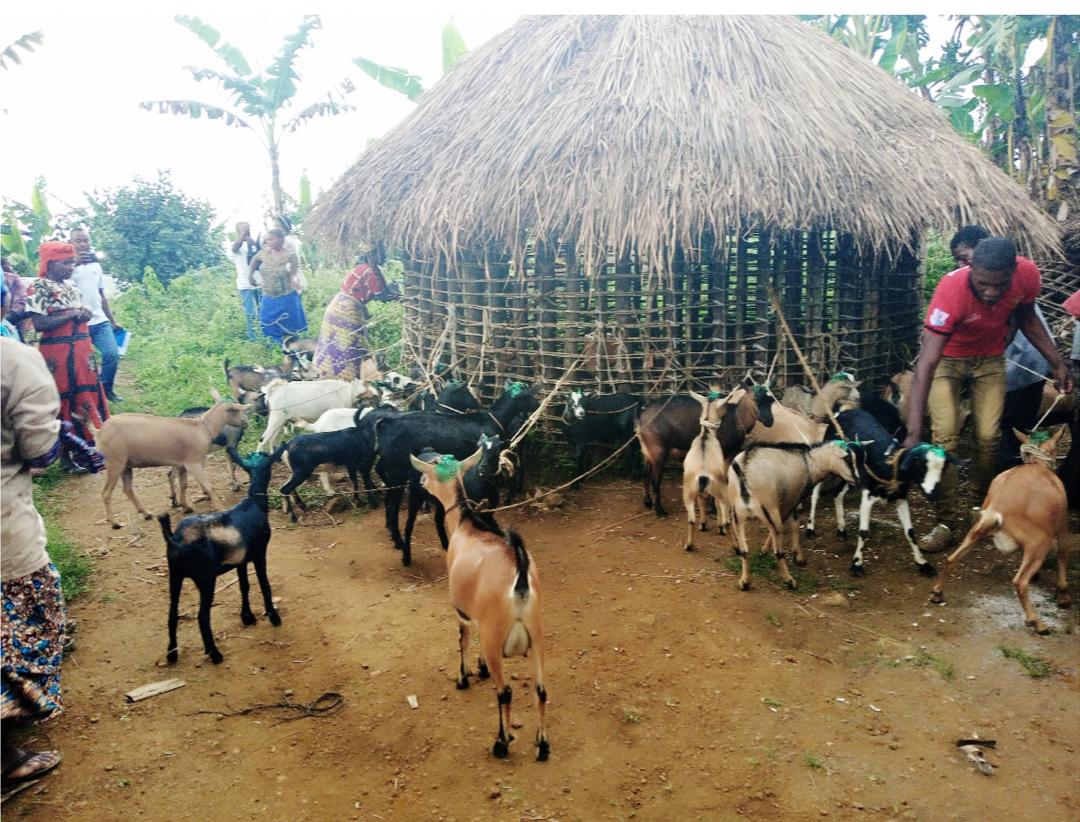 WOA_RDC's tweet photo. améliorer les techniques agro-pastorales traditionnelles pour des techniques modernes (agriculture et élevage) afin d'augmenter leurs revenus tout en visant la paix durable et la cohésion sociale au sein de la communauté. 5/5 https://t.co/I9UH2heSDN
