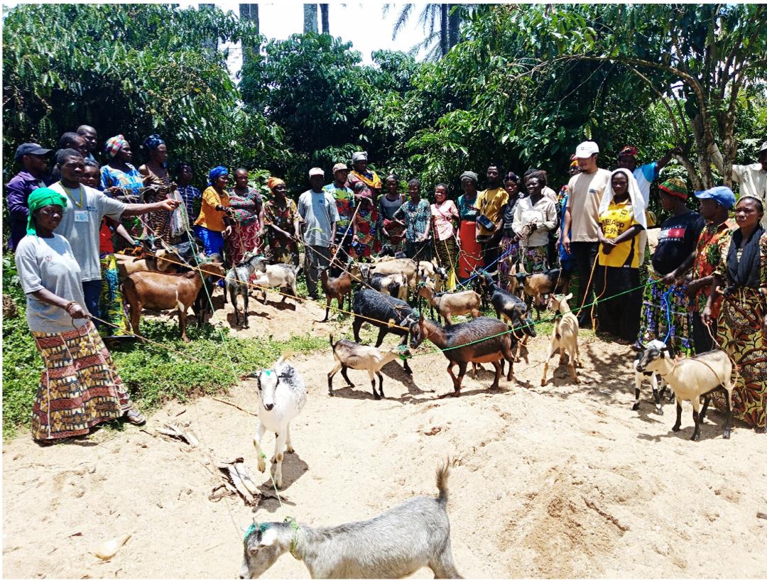 WOA_RDC's tweet photo. améliorer les techniques agro-pastorales traditionnelles pour des techniques modernes (agriculture et élevage) afin d'augmenter leurs revenus tout en visant la paix durable et la cohésion sociale au sein de la communauté. 5/5 https://t.co/I9UH2heSDN