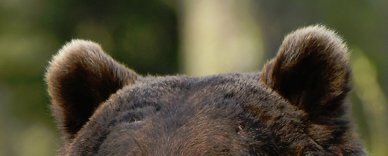 AMAZlNGNATURE's tweet photo. if bears are so dangerous then explain this https://t.co/lq0uL50bVo