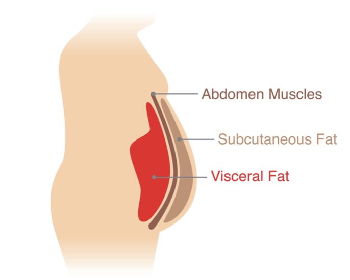 Bacaklarınız ve üst gövdeniz ince olduğu halde göbeğiniz olabilir. Masum gibi görünen bu durum sağlığınız açısından oldukça problemlidir. 

Bu göbeğin sebebi; karın boşluğunu dolduran ve iç organları saran viseral yağ, yani karın yağıdır. Birçok ciddi hastalığa neden olur.