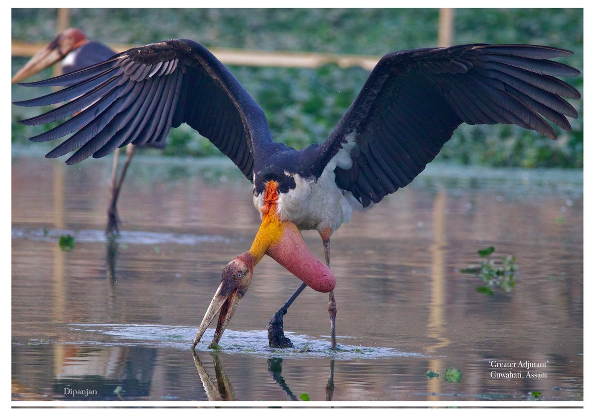 drdipanjan2005's tweet photo. Greater adjutant 

The pendant inflatable pouch connects to the air passages, exact function is unknown. This endangered scavenger bird is restricted to only 3 breeding populations;  Largest colony in Assam, others in Bhagalpur and Cambodia. The world population <1,000 in 2008. https://t.co/Z0ngAKOa9a