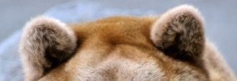 AMAZlNGNATURE's tweet photo. if bears are so dangerous then explain this https://t.co/lq0uL50bVo