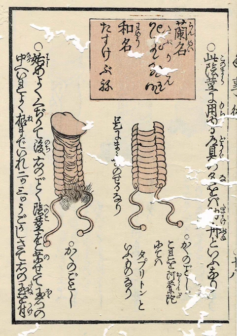 『陰陽淫蕩の巻』という江戸後期の書物に、「男根の勃ちが悪くて治したい、予算はある」という男性向けの道具が紹介されている。
蘭名は「タプリトン」、和名は「助け舟」と呼ばれる性具。
まさにセックスの助け舟的な存在の性具。使い方は(つづく) 