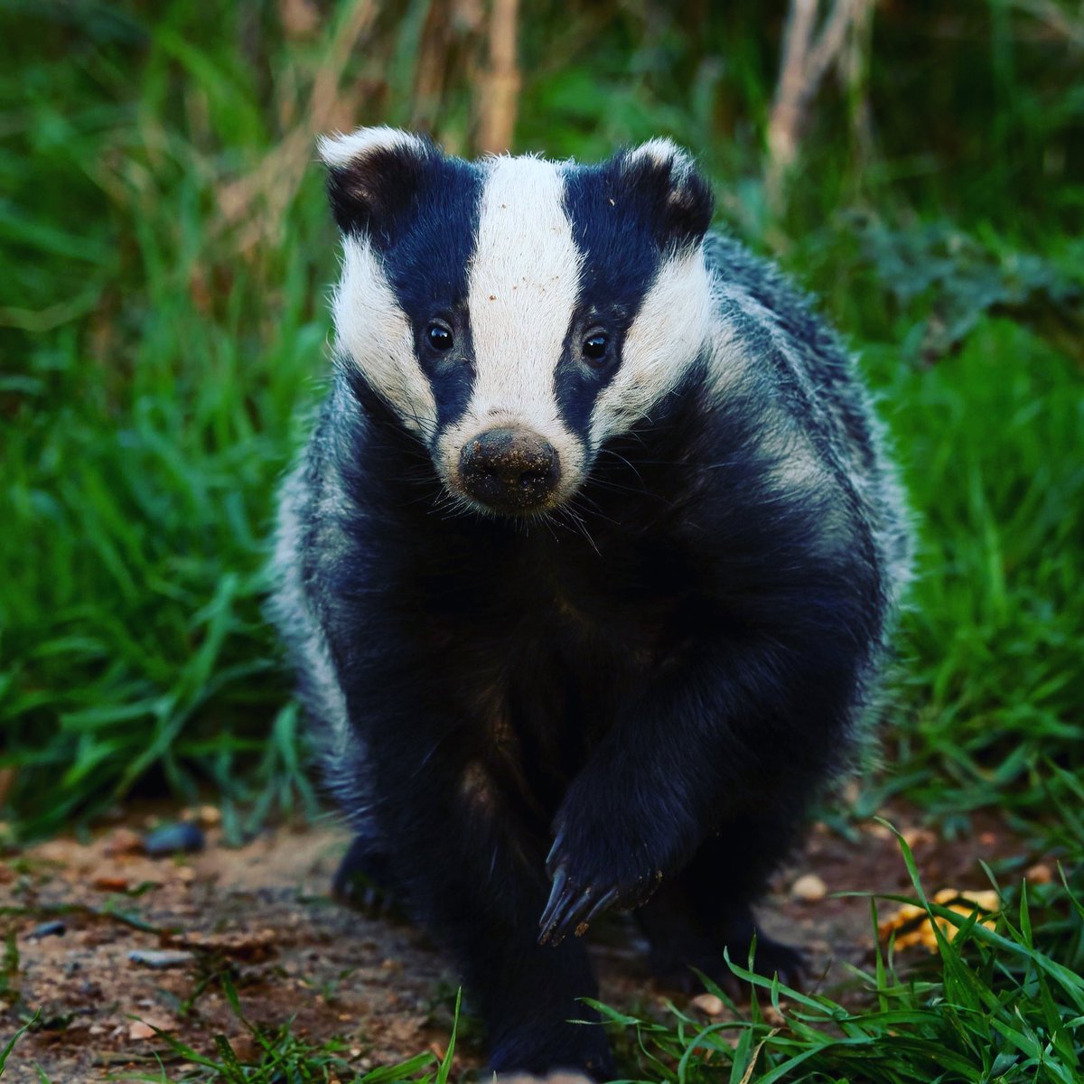 Yesterday we were called out to a dead badger in #Hyde. When we arrived the poor badger was still alive &amp; crying in pain.

It's not always about saving a badger but it's ALWAYS about ensuring they’re not suffering!

Pls report all badger RTA’s to a local group

#GiveBadgersABrake