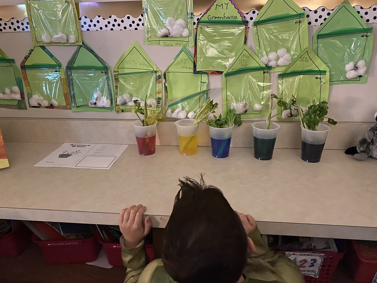 MsMartinezCPES's tweet photo. How do plants grow? How do plants drink water?
Curiosity corner observers. #sciencefans #learningaboutplants #tisd https://t.co/O3BIG6Np84