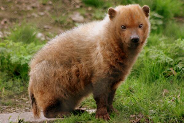 Weird_AnimaIs's tweet photo. The Bush Dog from South America. They hunt in packs to take down much larger animals.

(Photos Stefan Koeder) https://t.co/1oQGF7XvBp