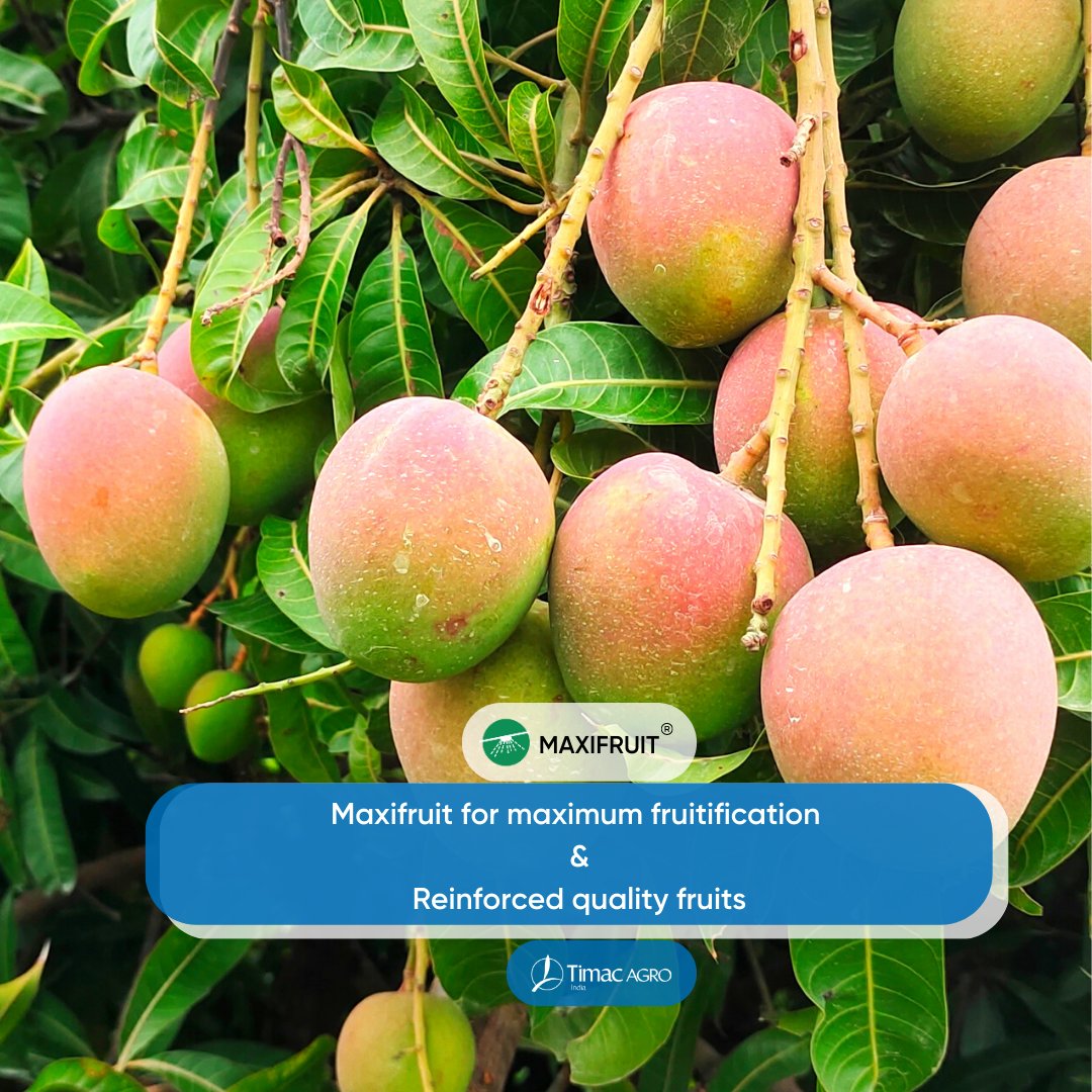 Boost your mango yield with #Maxifruit! 
Our patented solutions support the entire process of fruit setting and ripening, stimulating growth hormones and guaranteeing delicious fruits with superior flavor. 
#Maxifruit #Mangoes #Fruits #Farming #Organic #Sustainability