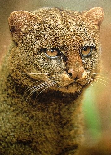 The jaguarundi is a small-sized wild cat native to Central and South America.

(Photo animalspot)