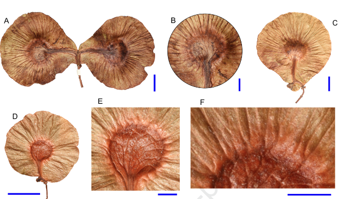 AsiaPaleofloras's tweet photo. #Miocene #Dipteronia (#Sapindaceae) #samaras from #SouthKorea and their #biogeographical implications
https://t.co/Kb9R6cXDLv https://t.co/euH7d218gl