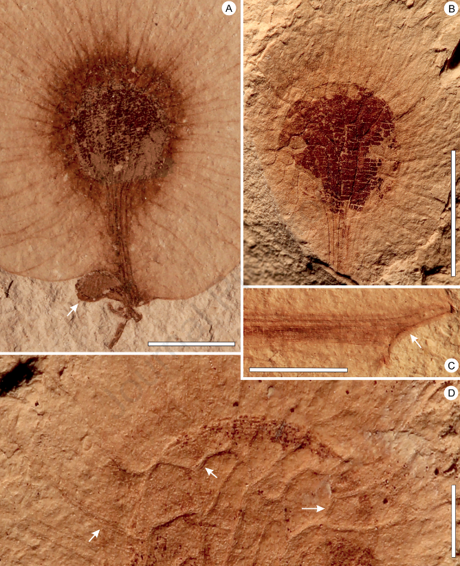 AsiaPaleofloras's tweet photo. #Miocene #Dipteronia (#Sapindaceae) #samaras from #SouthKorea and their #biogeographical implications
https://t.co/Kb9R6cXDLv https://t.co/euH7d218gl