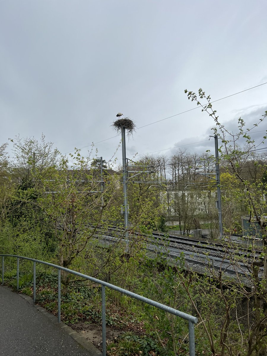 Meisterkonstrukteure: hat die Stürme der letzten Tage überlebt. Beim Basler Zolli