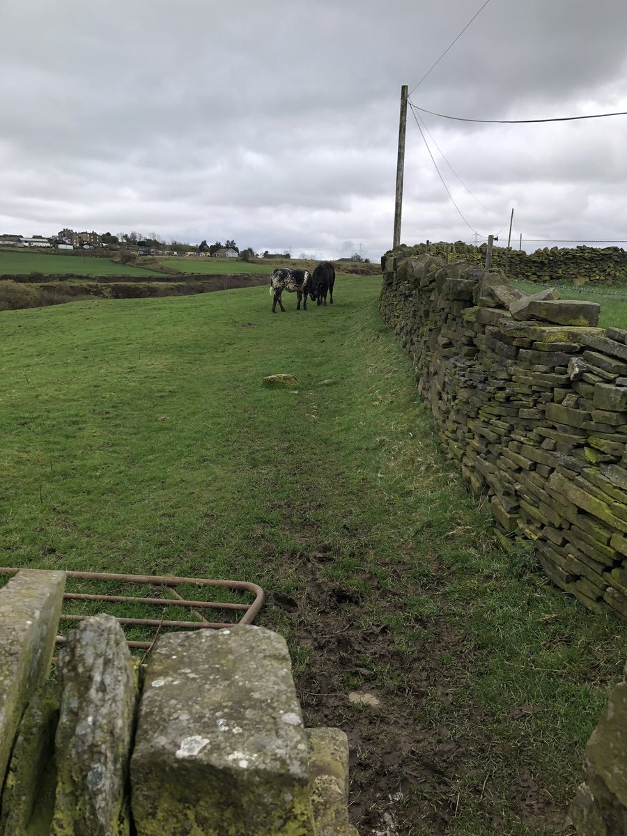Had a lovely run in the hills above Thornton but somewhat tainted by being chased out of a field by two cows. Supposed to be placid beasts aren’t they?