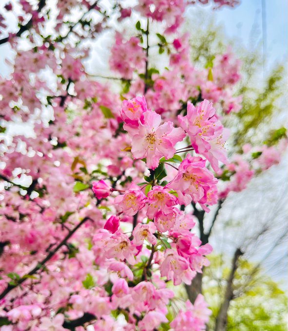 今年の花海棠 