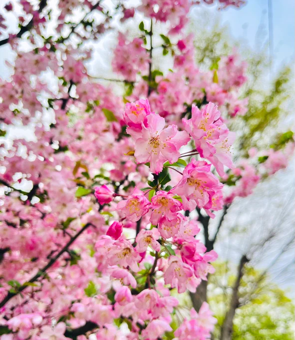 今年の花海棠 