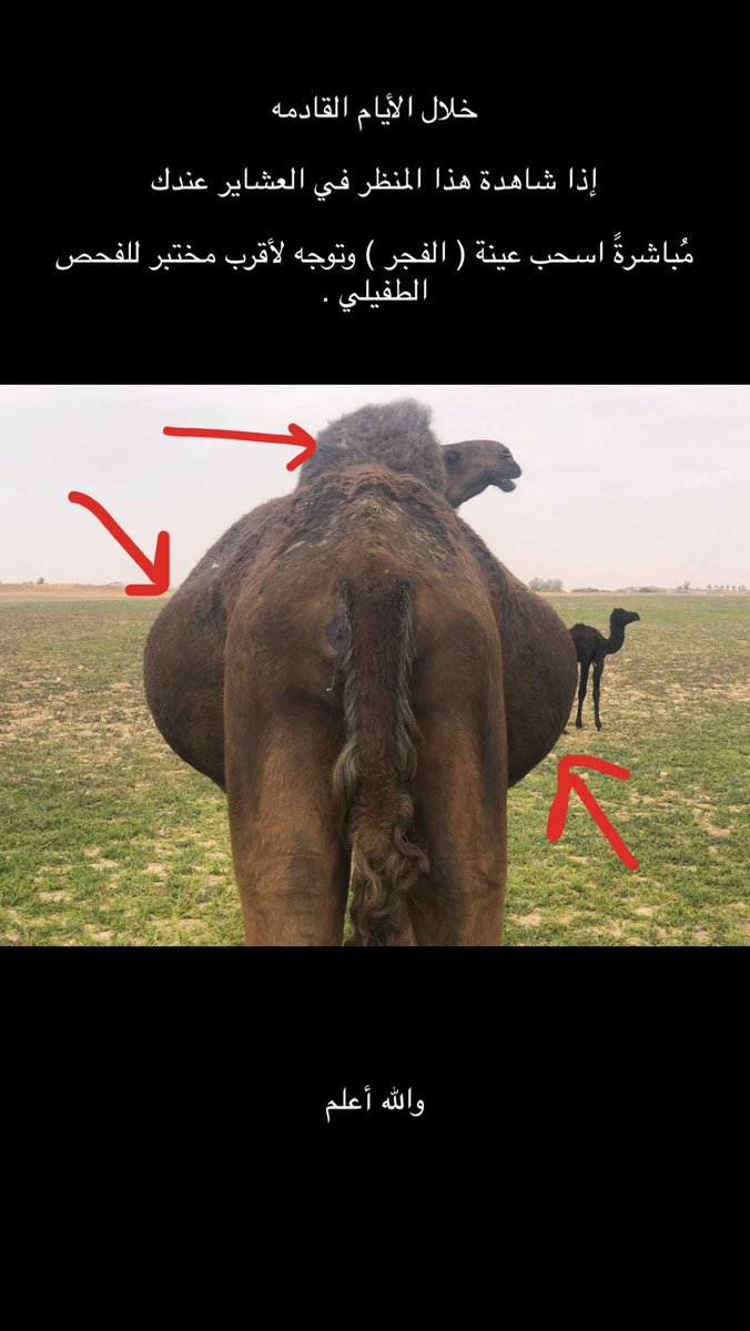 💡 لمربي الإبل ..