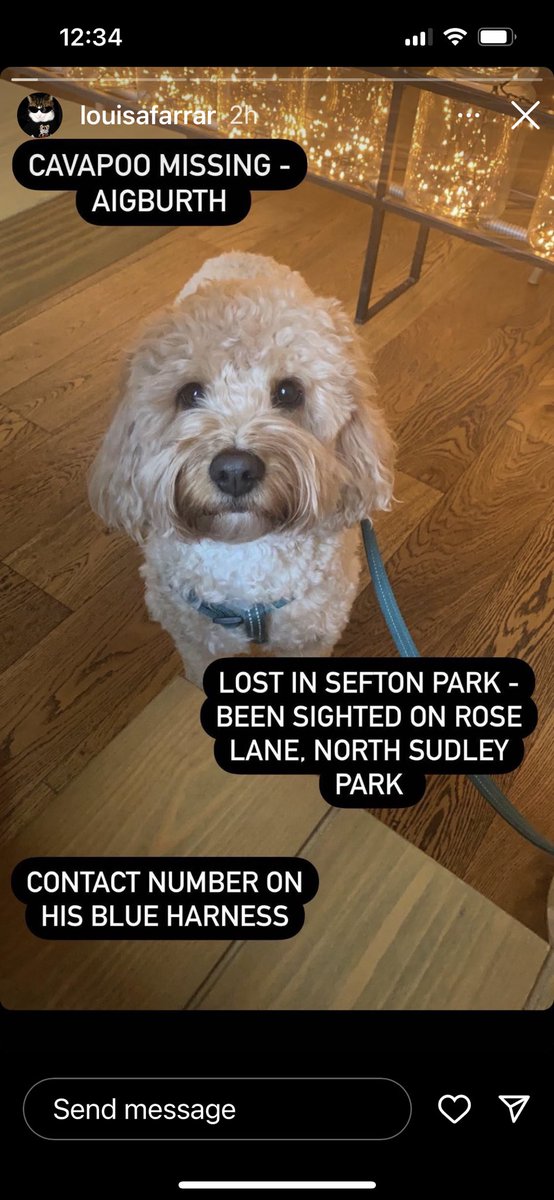 TheGreedyMagpie's tweet photo. Missing in Aigburth. Please look out for Henry ♥️ https://t.co/sRfpaerxF2