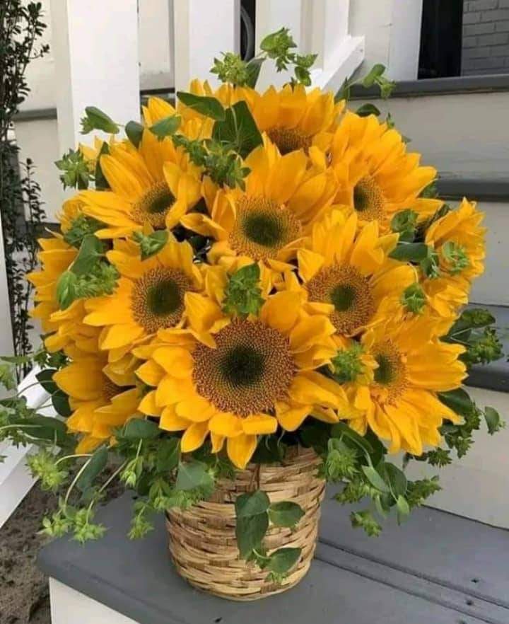 Buenos días 🌞🌞🌞 #Cuba, buenos días amigos y amigas, les deseo un hermoso y feliz fin de semana, con muchos girasoles 🌻🌻🌻para seguir amando❤️❤️❤️