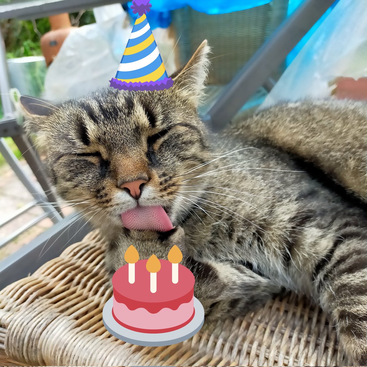 PPloim's tweet photo. @Puck_en_Zorro Gefeciiteerd met je vehaardag hor Puck! https://t.co/tPSi78B0EA
