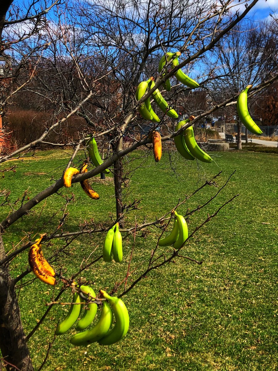 RBGCanada's tweet photo. Botanically speaking, both bananas and grapes are berries. This cold-adapted banana tree has been hybridized so that the fruit can freeze on the branches. After harvesting, the juice from these berries can be bottled into a special product only available on April 1st each year. https://t.co/ush6RbGN2l