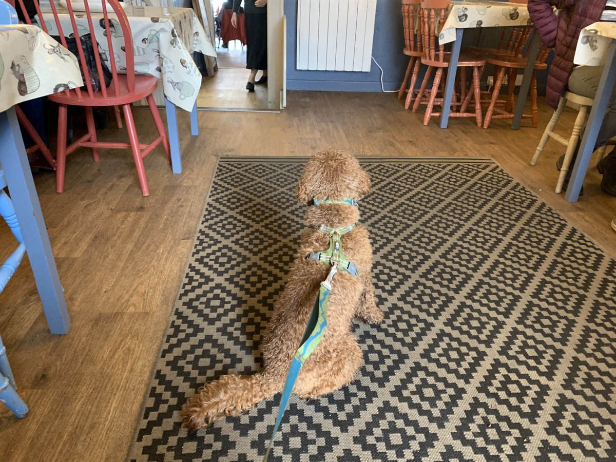 CockapooDaisy's tweet image. I’m on duty making sure nobody drops anything tasty