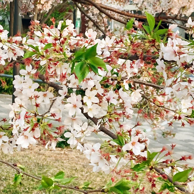 花見れた 