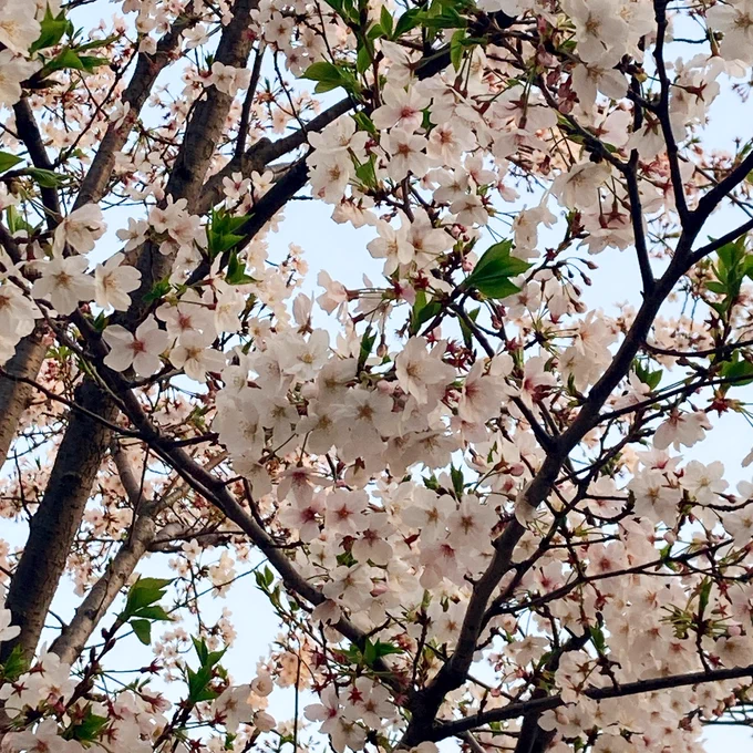 花見れた 