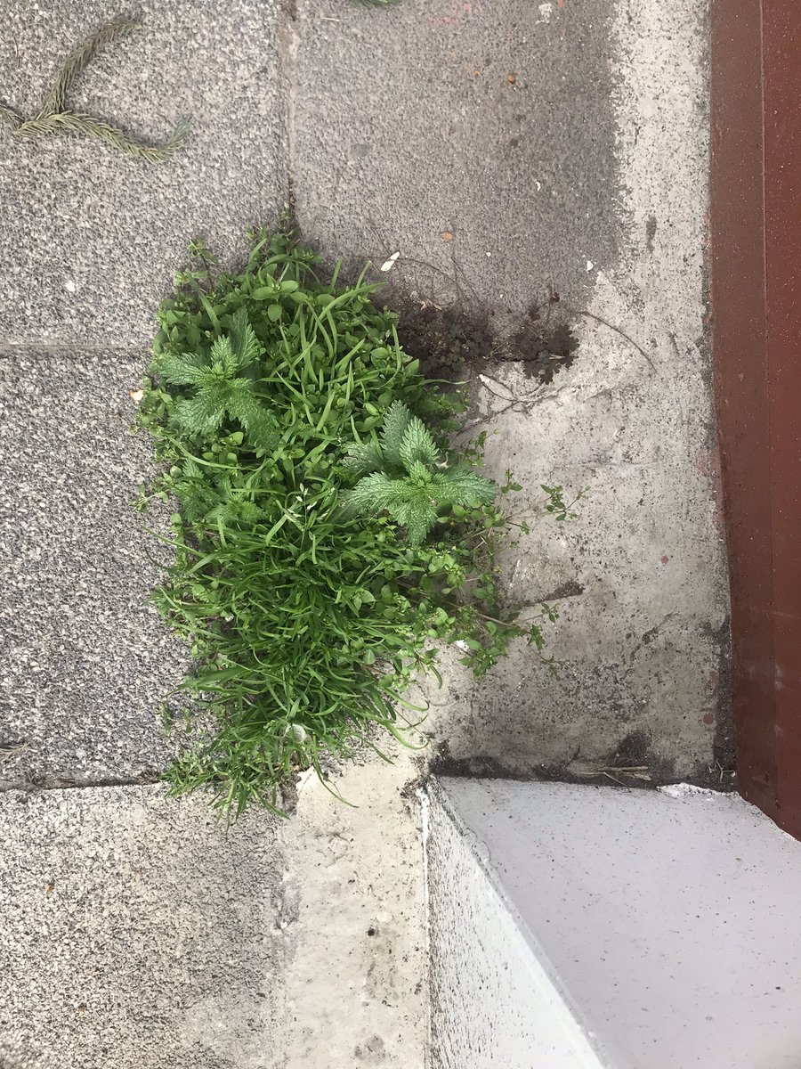 Kaldırımdaki yarım santimlik çatlağı dört farklı canlı türü (salkımotu, kuşotu, ısırgan ve ekşi yonca) paylaşıyor, koca dünyayı tek bir canlı türü (insan) paylaşamıyoruz.