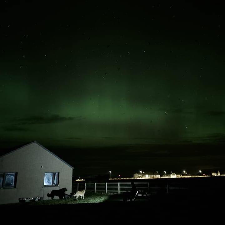 SavingStraysUK's tweet photo. They say a picture is worth a thousand words…well this one just left us speechless. In itself, it is a stunning shot of the beauty of the Aurora Borealis or Northern Lights, but what made us catch our breath and hit our hearts was the perfectly lit dog... https://t.co/zyni7Vof7O