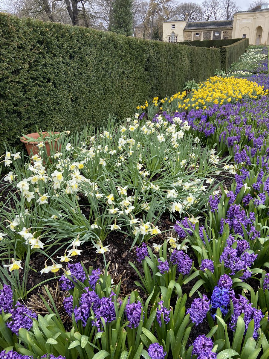 Helen Barker (@helenfcsbarker) on Twitter photo Who says I can’t be cultured 🤔. Lovely visit to <a href="/nationaltrust/">National Trust</a> Nostell Priory this morning.
Spring’s a comin! 🌷🌹 Who says I can’t be cultured 🤔. Lovely visit to <a href="/nationaltrust/">National Trust</a> Nostell Priory this morning.
Spring’s a comin! 🌷🌹