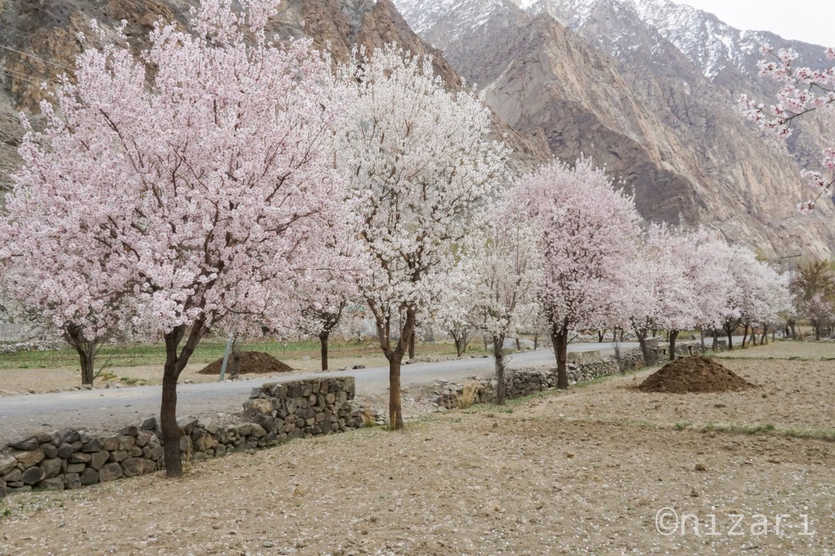 shahnizari's tweet photo. Yasin valley ghizer district Gilgit baltistan, 
Spring colors, new season new growth https://t.co/UQ4TGu5FBX