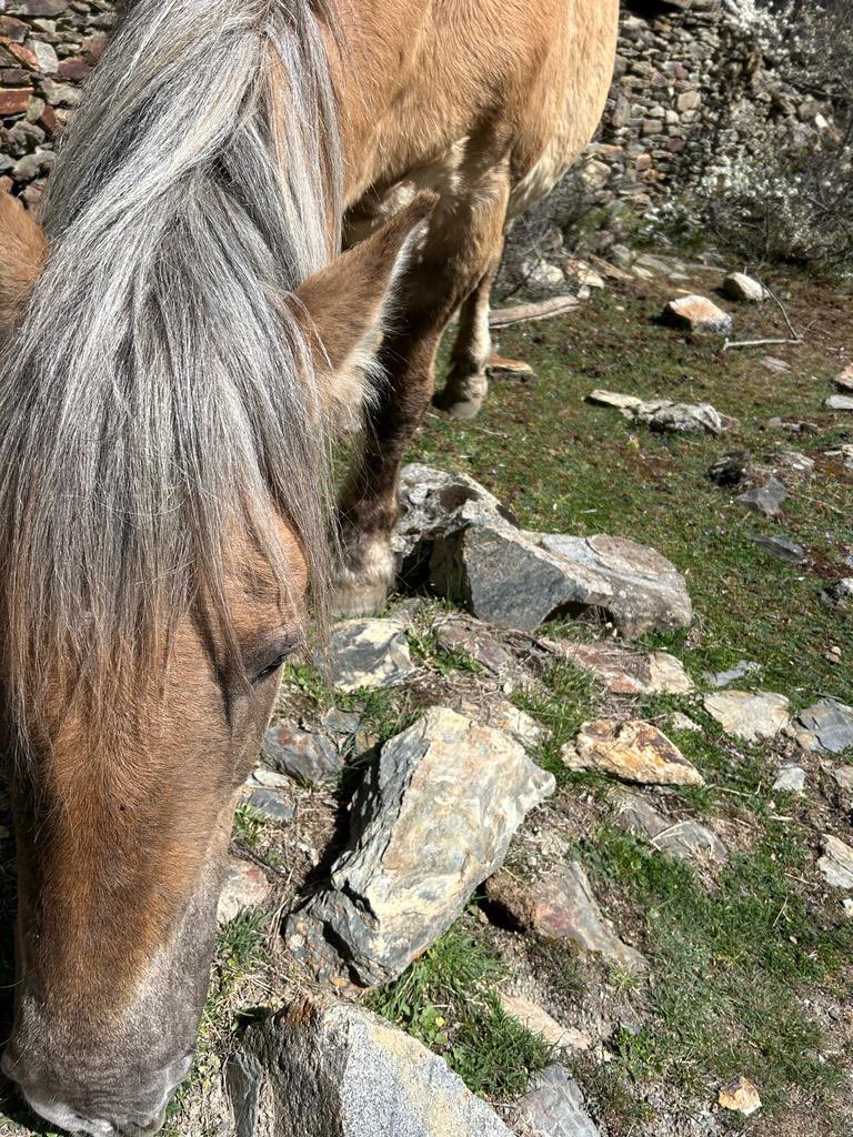 Ariadna_dvc's tweet photo. @pnaltpirineu potser és normal perquè sóc una guiri, però aquest cavall va tot sol per la zona de l’església de la mare de deu de les Neus d’Àrreu i les bordes abandonades. Potser algun ramader el busca #Àrreu #Borén #Sorpe #Alòsdisil https://t.co/jxTgDxjCRG
