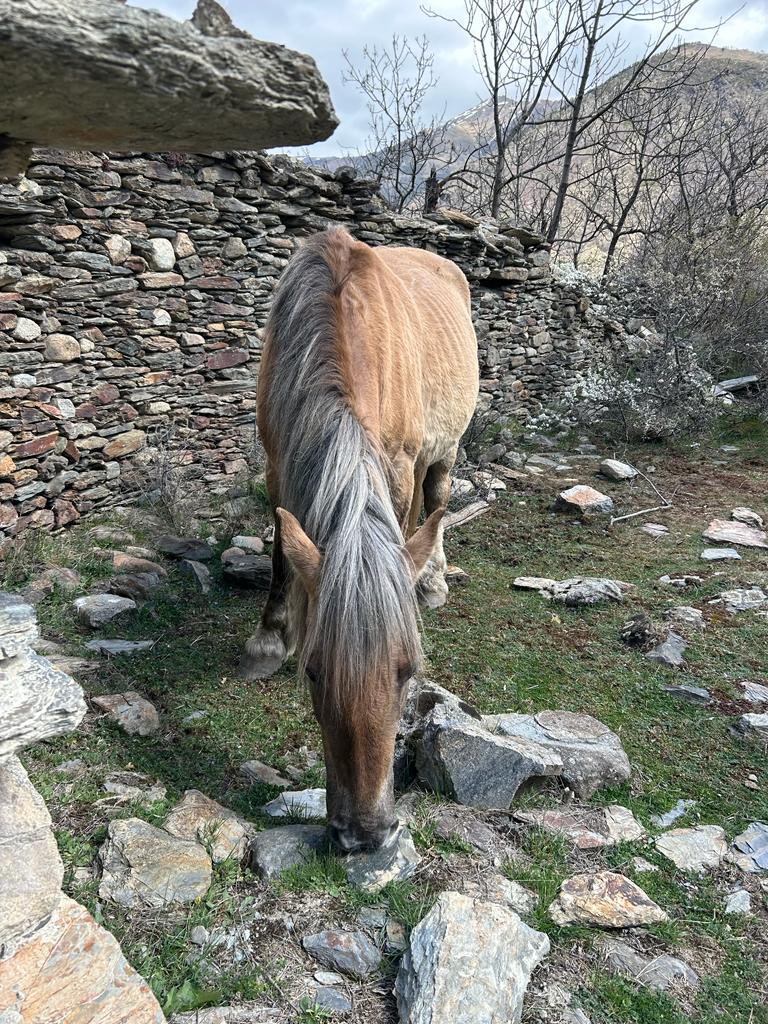 Ariadna_dvc's tweet photo. @pnaltpirineu potser és normal perquè sóc una guiri, però aquest cavall va tot sol per la zona de l’església de la mare de deu de les Neus d’Àrreu i les bordes abandonades. Potser algun ramader el busca #Àrreu #Borén #Sorpe #Alòsdisil https://t.co/jxTgDxjCRG