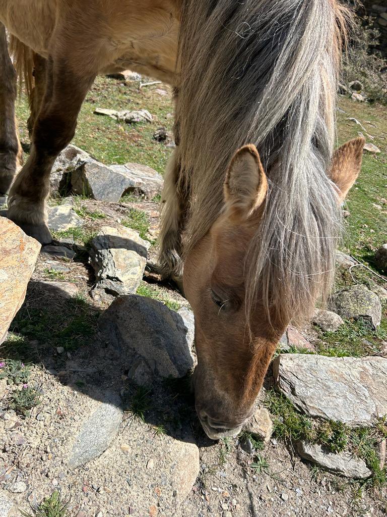 Ariadna_dvc's tweet photo. @pnaltpirineu potser és normal perquè sóc una guiri, però aquest cavall va tot sol per la zona de l’església de la mare de deu de les Neus d’Àrreu i les bordes abandonades. Potser algun ramader el busca #Àrreu #Borén #Sorpe #Alòsdisil https://t.co/jxTgDxjCRG