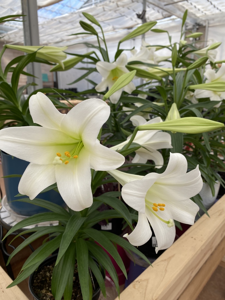 greengategarden's tweet photo. Easter lilies are here at greengate! Brought to England from Japan in the 1700s, they adorn churches worldwide on Easter Sunday as a symbol of purity, grace & new life.
#yyceaster #easteryyc #yycliving #easterlily https://t.co/Pw0fuxSFKM