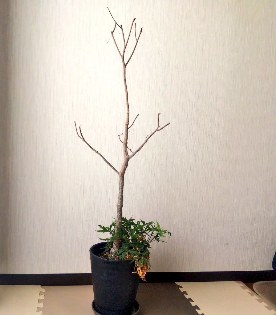 nice_ikemegane's tweet photo. バオバブ【2年9ヶ月】
未測定 

#園芸
#観葉植物
#バオバブ
#成長記録🌱 https://t.co/Ko4bsLuJ0q