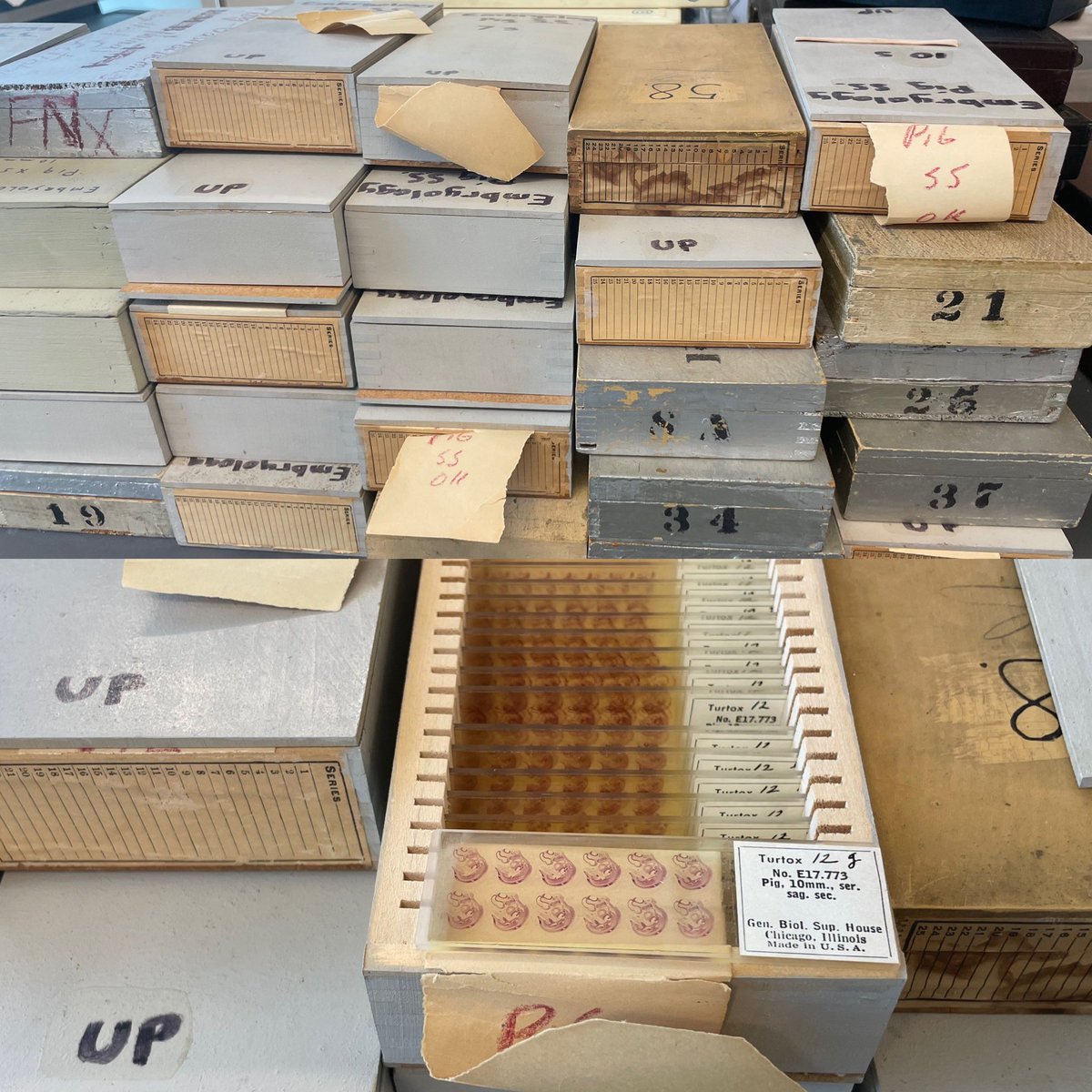 theodosn's tweet photo. Lab cleaning.. what to do with 75+ boxes of old slides I inherited from multiple generations of developmental biologists? Stages of fetal pig plus many others. Beautiful and in perfect condition. Keep? Donate (Where)? art project? Ideas.. please help! #histology #devbio https://t.co/GTgN5rMFdh