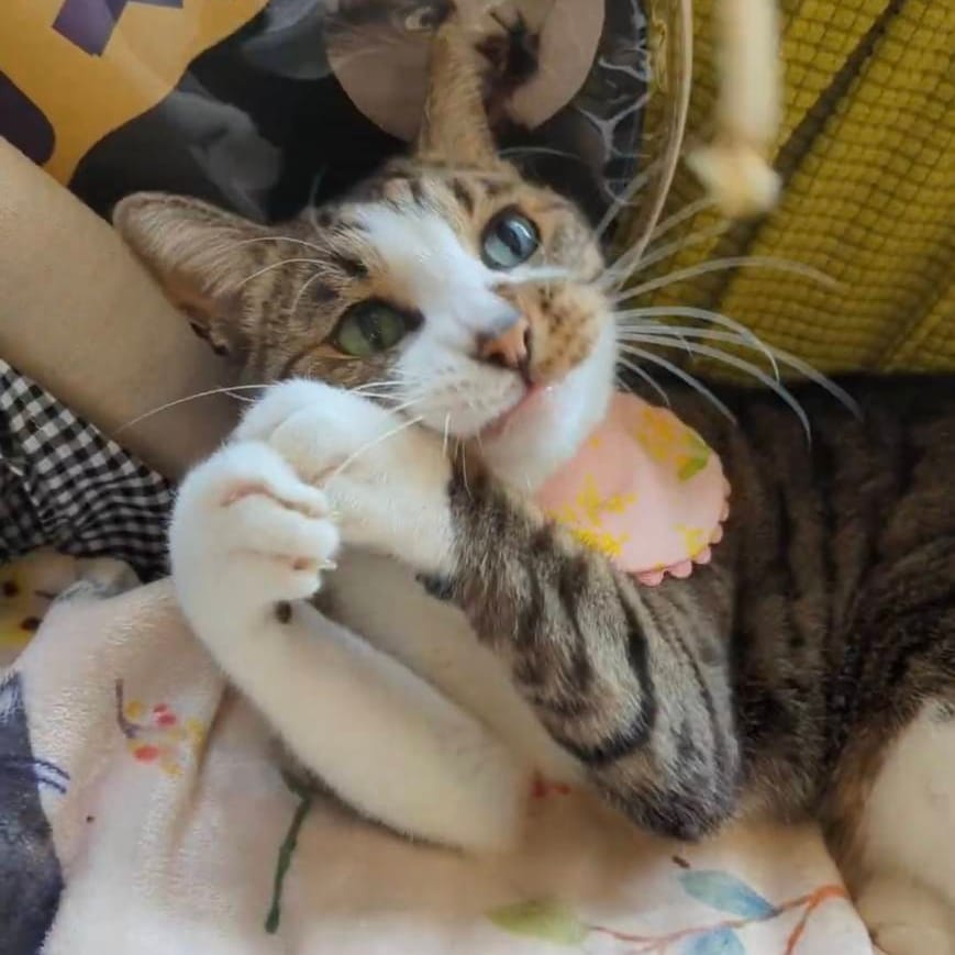 SelectSHOPnco1's tweet photo. うちの猫が流行りに乗ろうとしてくる

#ペッパーミル #ヌートバー #大谷翔平 #WBC #侍JAPAN #ジュニくん #看板猫 #猫 #ねこ #ネコ #cat #くまパワさんに出させていただいて嬉しいポーズのはずがよくみたら https://t.co/9k051eT35e