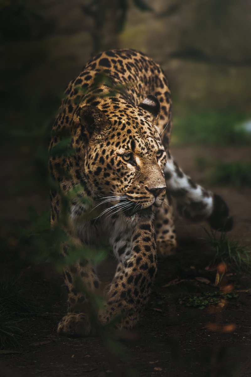ThomasChaum's tweet photo. Le regard est la poésie des yeux ✨

Photographié au @zoobeauval 

© Thomas Chaumontel Photographe https://t.co/9Adl7W9vC6