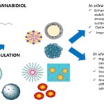 📌#cannabidiol #nanocarriers #solubility #efficacy
New Publication “Promising Nanocarriers to Enhance Solubility and Bioavailability of Cannabidiol for a Plethora of Therapeutic Opportunities”
By: Anna Rita Bilia, et al.
👉https://t.co/Q9DpYtEFxS
#mdpimolecules #NewPublication 